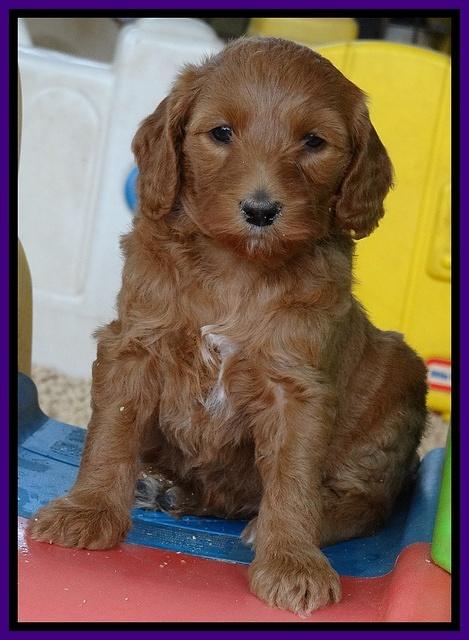 Dulcie Tug pups 5 wks old 71