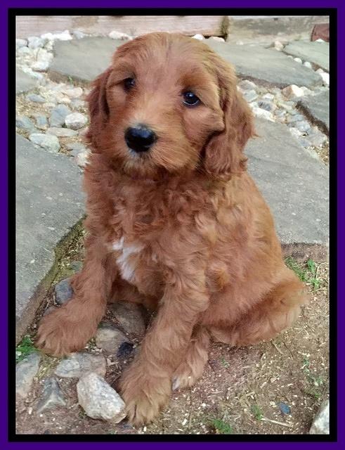 Dulcie Tug pups 7 wks old 101