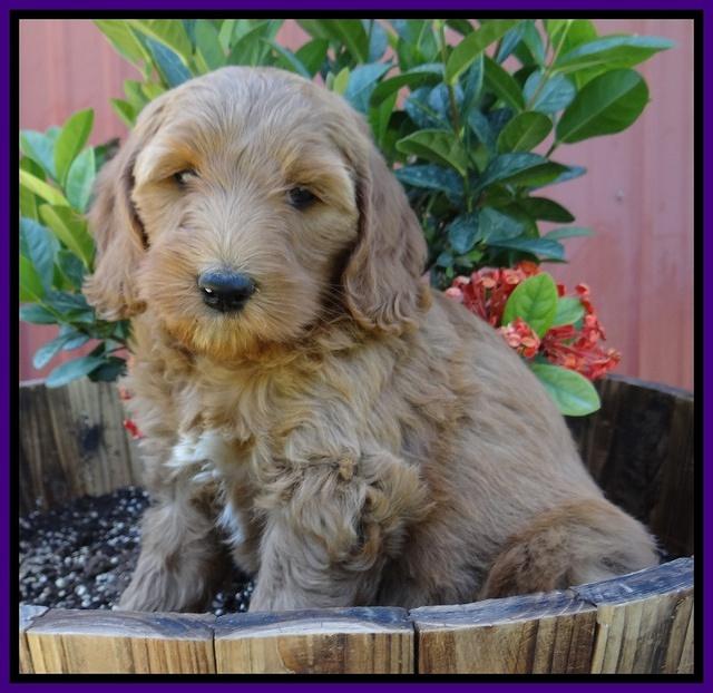 Dulcie Tug pups 7 wks old 81