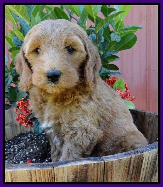 Dulcie Tug pups 7 wks old 91