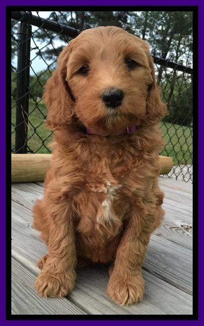 Dulcie Tug pups 7 wks old 91