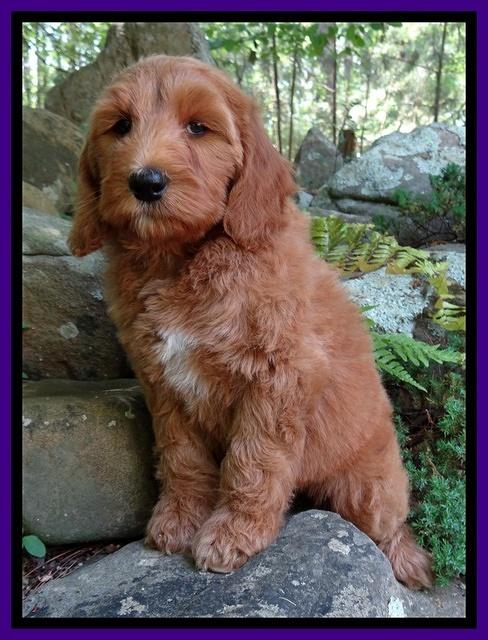 Dulcie Tug pups 8 wks old 52