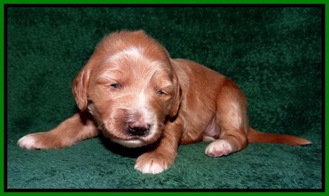 Dulcie Tug pups 2 wks old 111