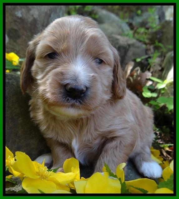 Dulcie Tug pups 3 wks old 10100