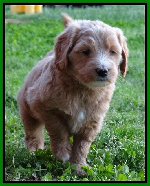 Dulcie Tug pups 5 wks old 15 200