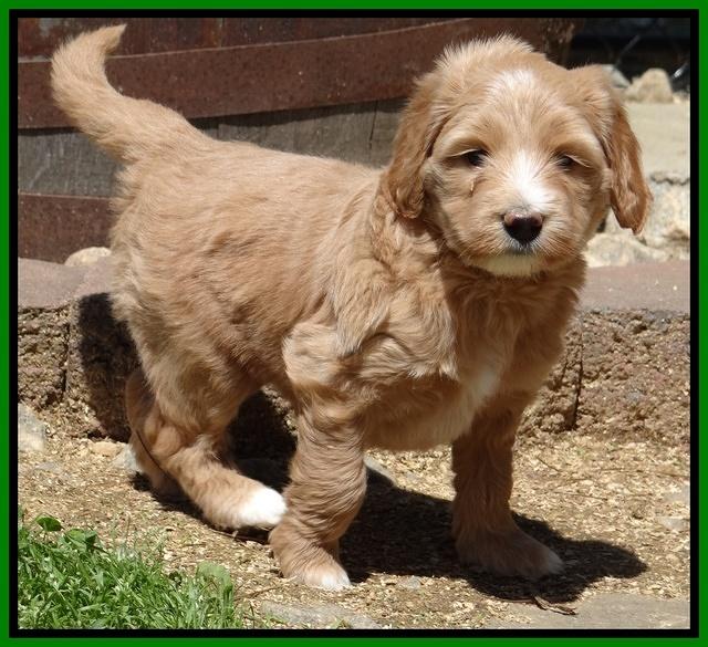 Dulcie Tug pups 6 wks old 181