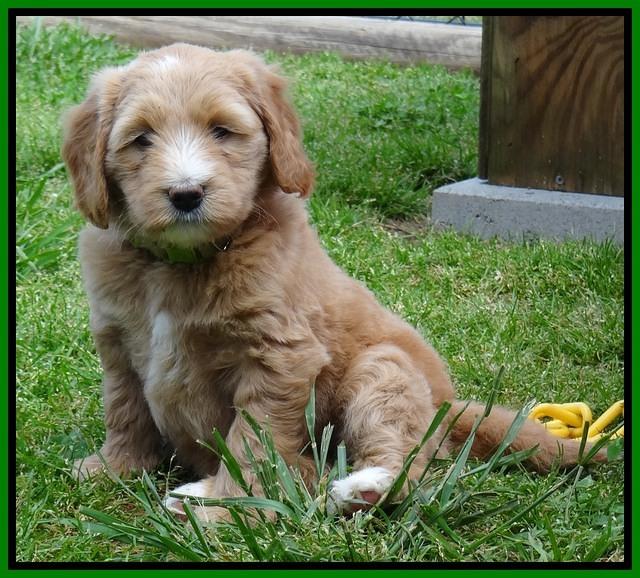 Dulcie Tug pups 6 wks old 191