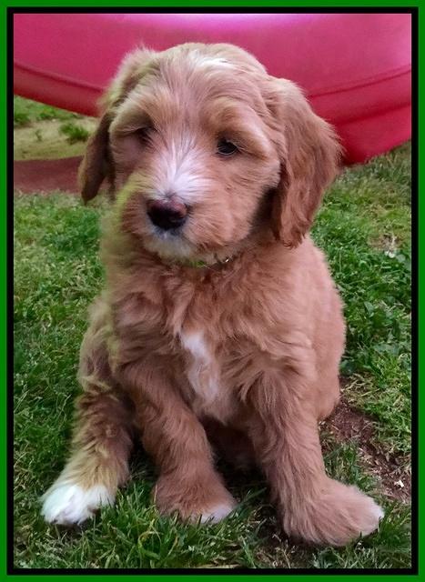 Dulcie Tug pups 7 wks old 181