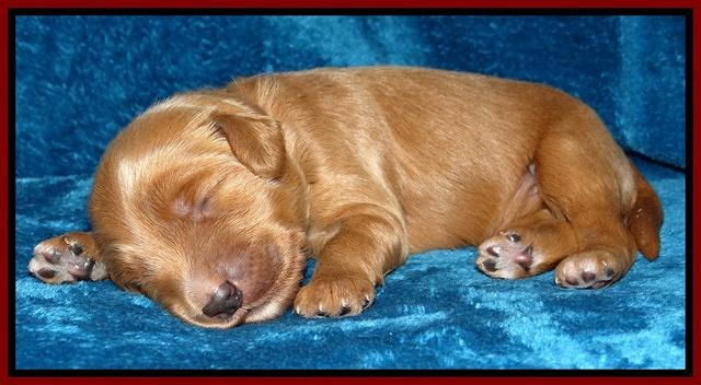 Dulcie Tug pups 1 week old 131
