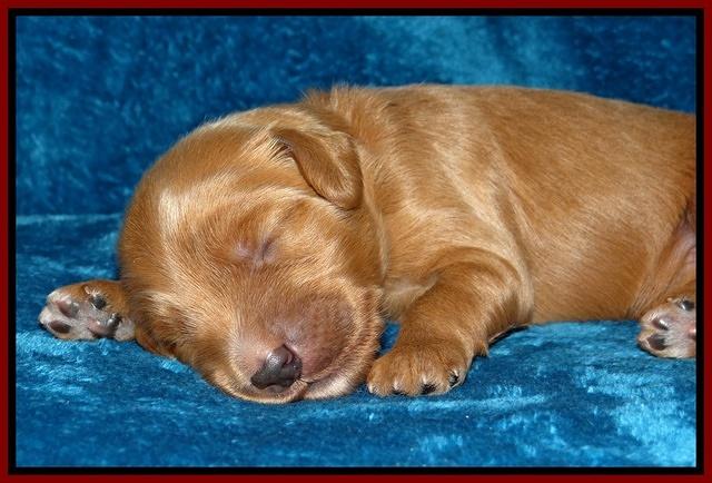 Dulcie Tug pups 1 week old 151