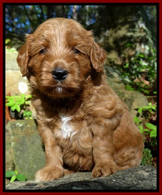 Dulcie Tug pups 4 wks old 152
