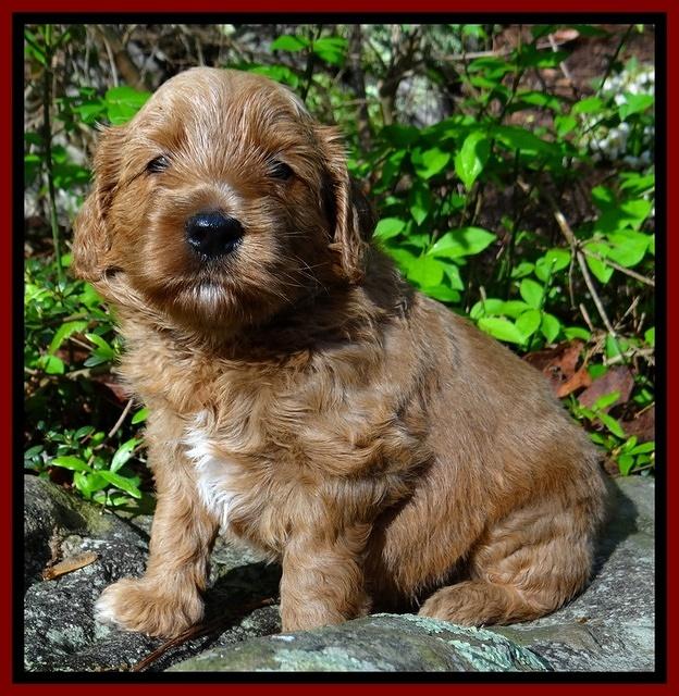 Dulcie Tug pups 4 wks old 161