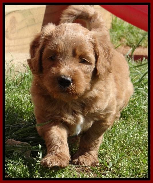 Dulcie Tug pups 5 wks old 22 200