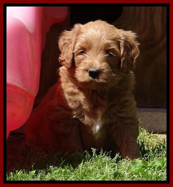 Dulcie Tug pups 6 wks old 231