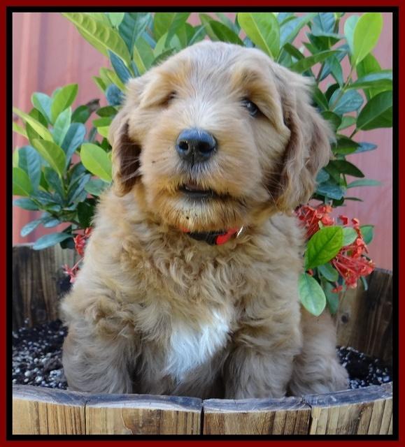 Dulcie Tug pups 7 wks old 161