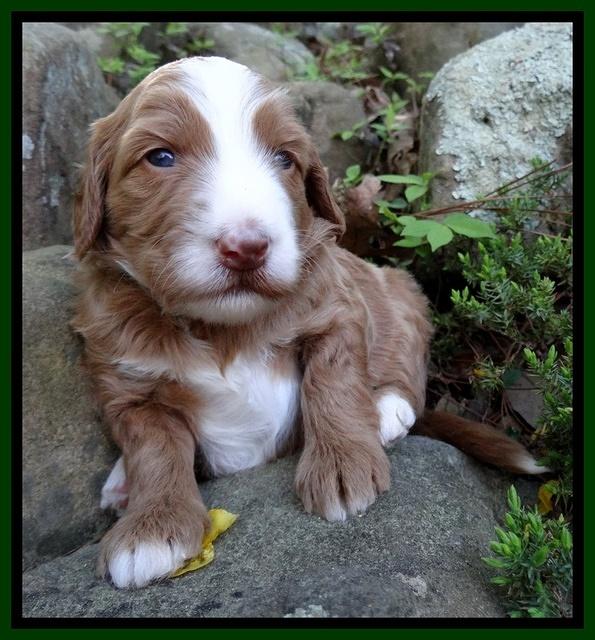 Dulcie Tug pups 3 wks old 17100