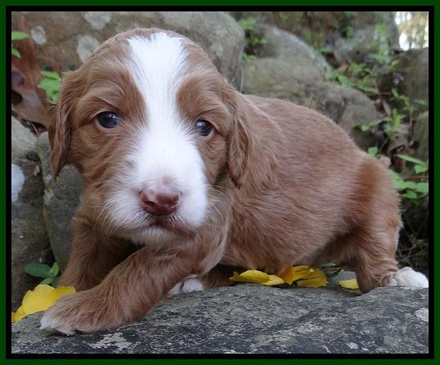 Dulcie Tug pups 3 wks old 18100