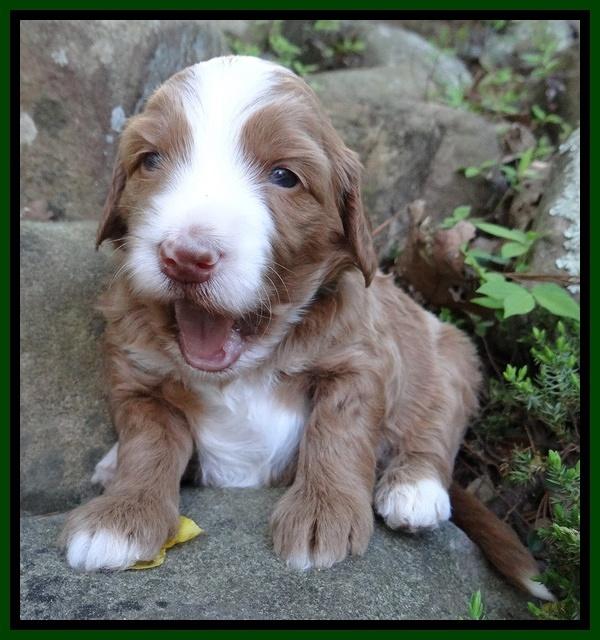 Dulcie Tug pups 3 wks old 19100