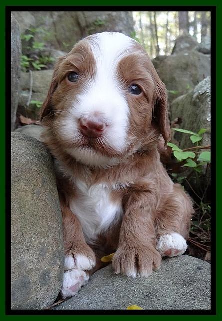 Dulcie Tug pups 3 wks old 20100