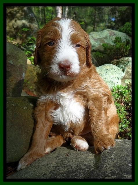 Dulcie Tug pups 4 wks old 211