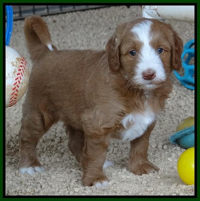 Dulcie Tug pups 5 wks old 161