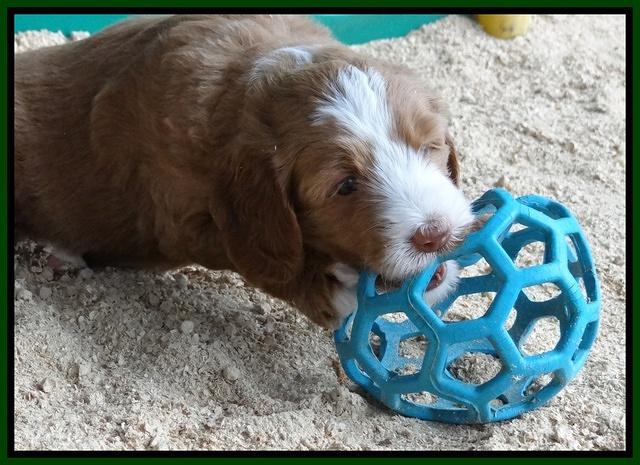 Dulcie Tug pups 5 wks old 171