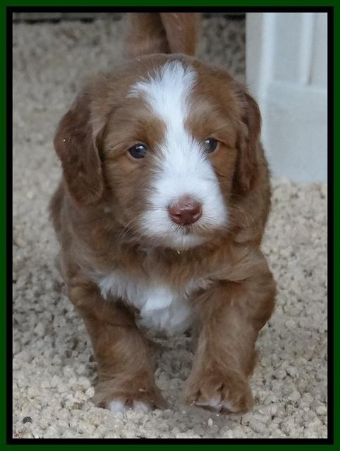 Dulcie Tug pups 5 wks old 181