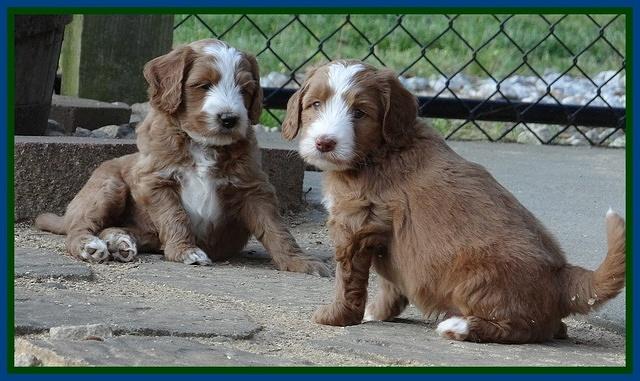 Dulcie Tug pups 6 wks old 271