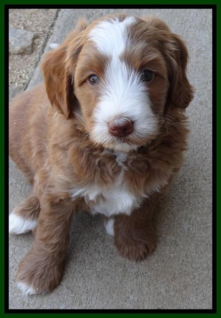 Dulcie Tug pups 6 wks old 311