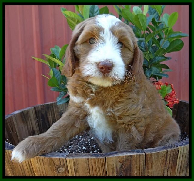 Dulcie Tug pups 7 wks old 191