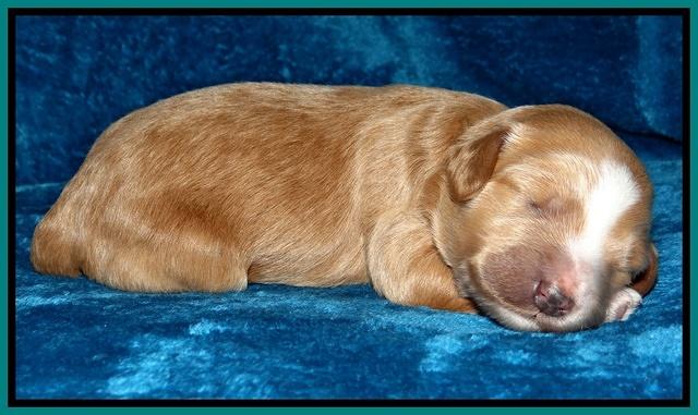 Dulcie Tug pups 1 week old 201