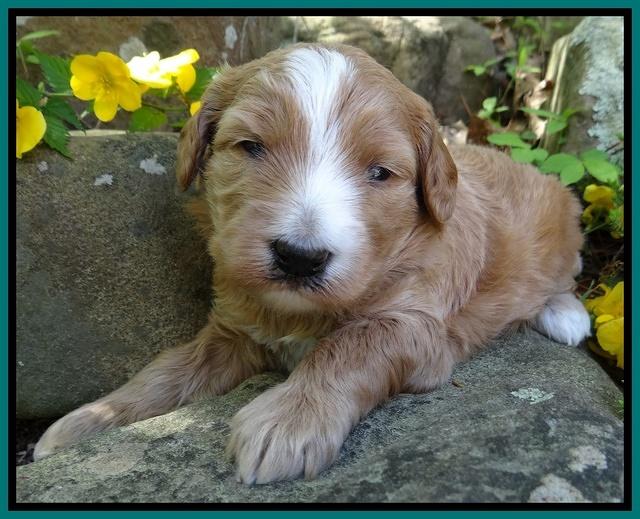 Dulcie Tug pups 3 wks old 23100