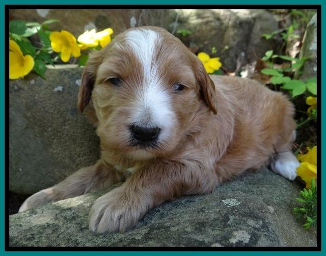 Dulcie Tug pups 3 wks old 24100