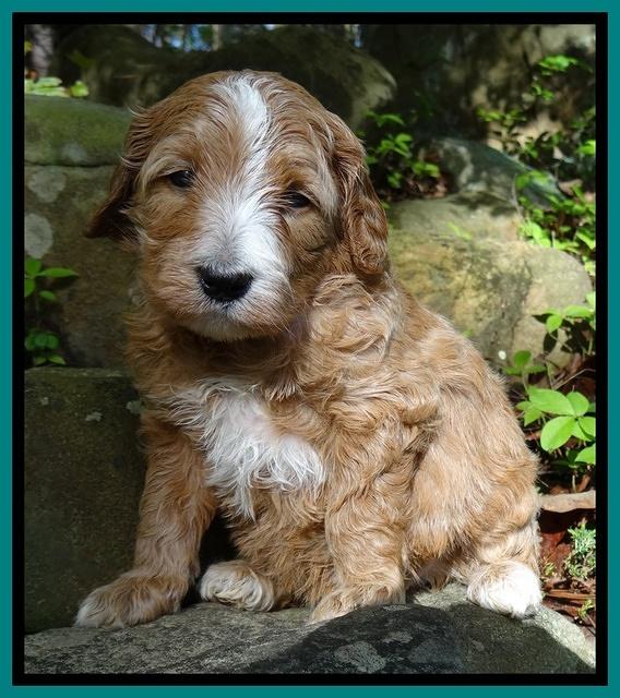 Dulcie Tug pups 4 wks old 221