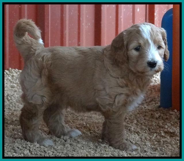 Dulcie Tug pups 5 wks old 201