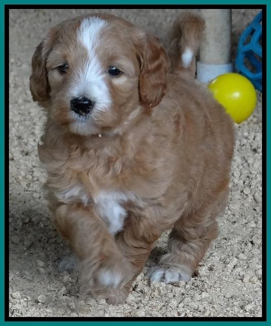 Dulcie Tug pups 5 wks old 211