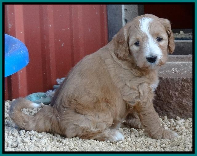 Dulcie Tug pups 5 wks old 221