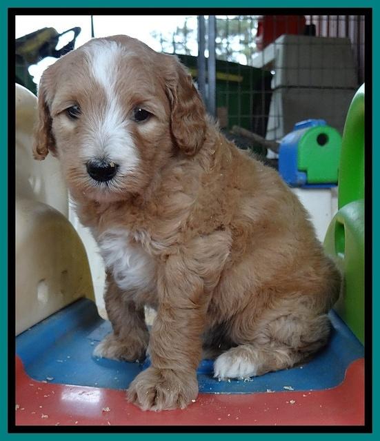 Dulcie Tug pups 5 wks old 231