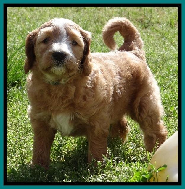Dulcie Tug pups 5 wks old 36 200