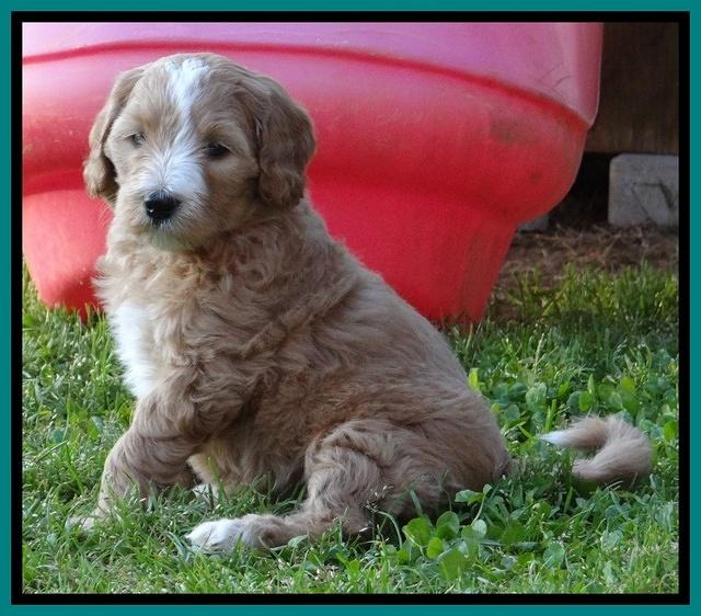 Dulcie Tug pups 6 wks old 391