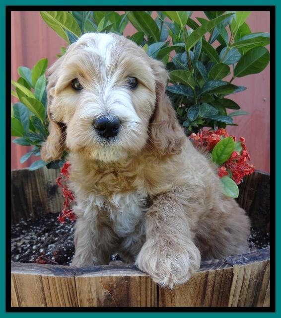 Dulcie Tug pups 7 wks old 201