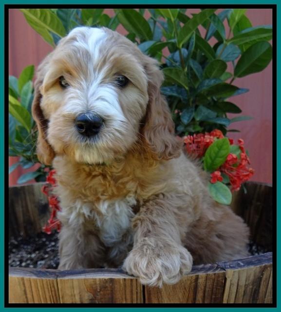 Dulcie Tug pups 7 wks old 211