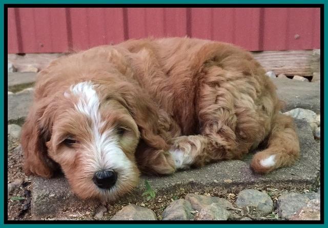 Dulcie Tug pups 7 wks old 271