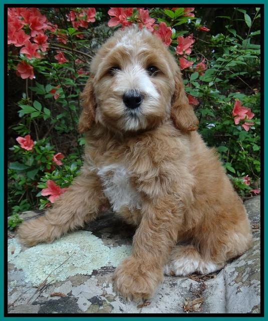 Dulcie Tug pups 8 wks old 21