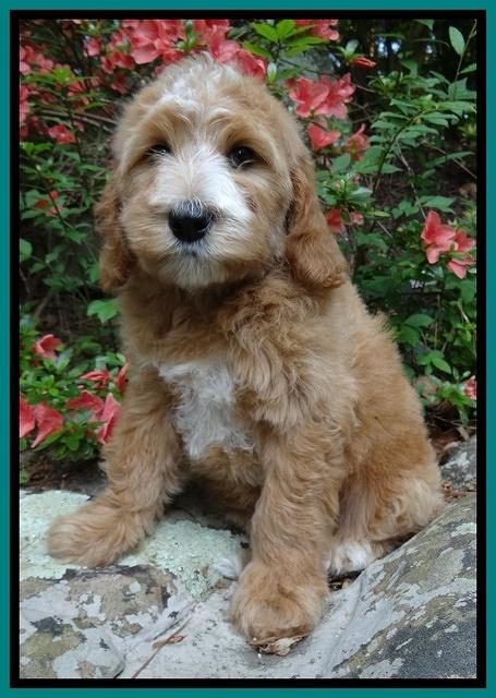 Dulcie Tug pups 8 wks old 31