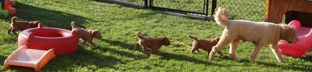 Dulcie Tug pups 6 wks old 451