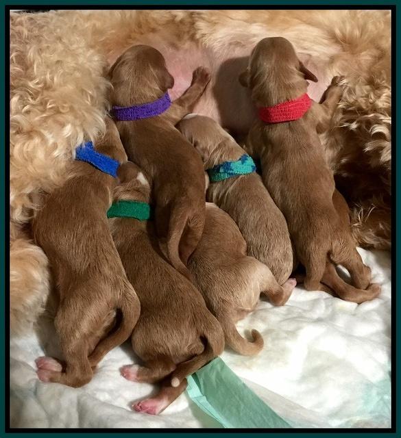 Dulcie Tug pups newborn 1