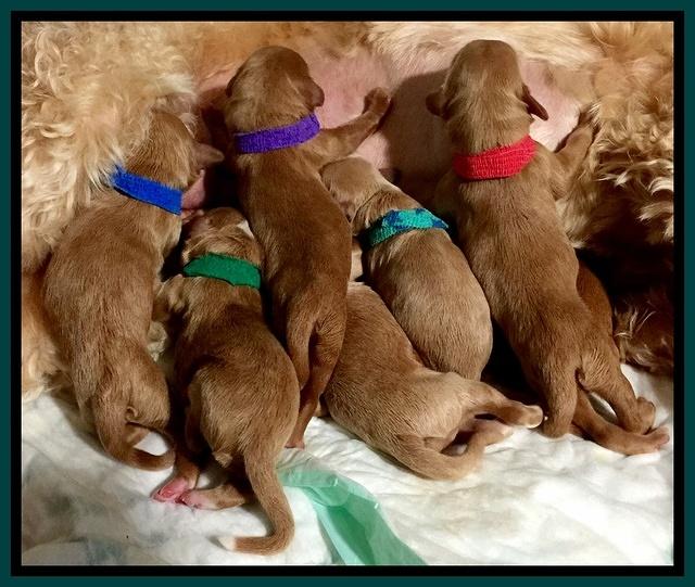Dulcie Tug pups newborn 2
