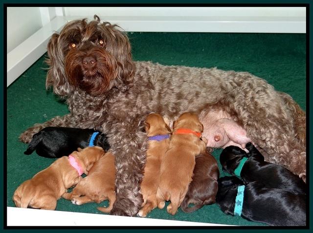 Cherie Blaze pups 1 wk old 241