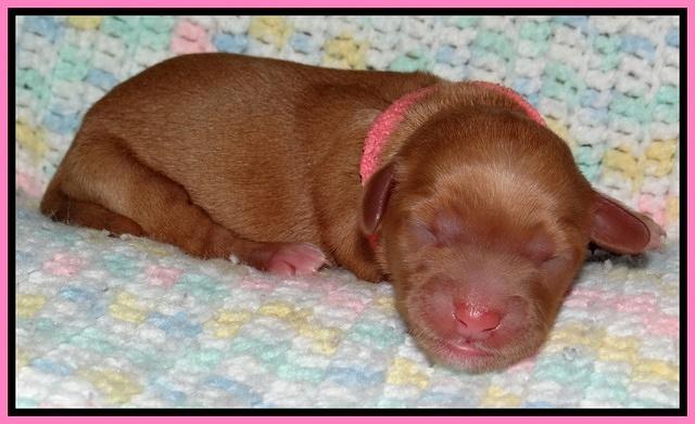 Cherie Blaze Newborn 11